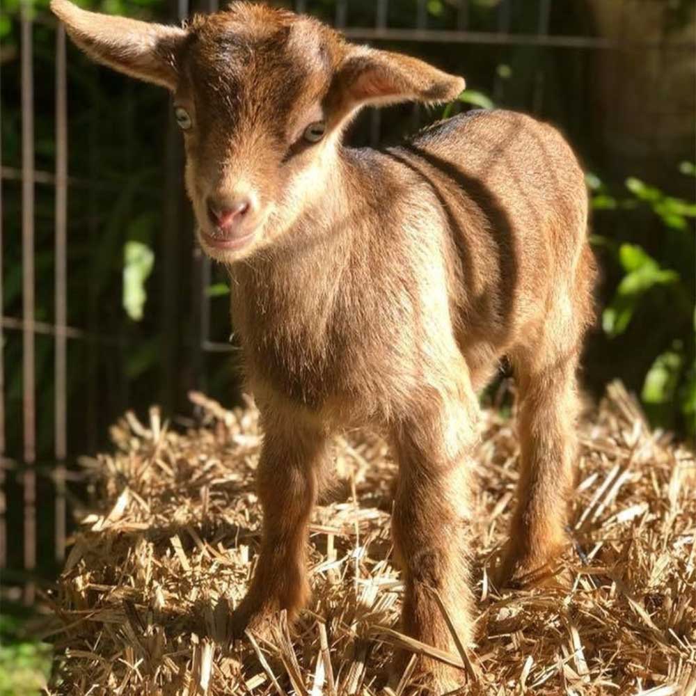 Murwillumbah Show Miniature Goats Competition